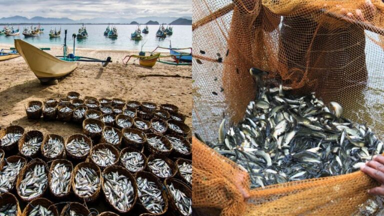 India Now World’s No. 2 in Fisheries, Driving Growth and Exports