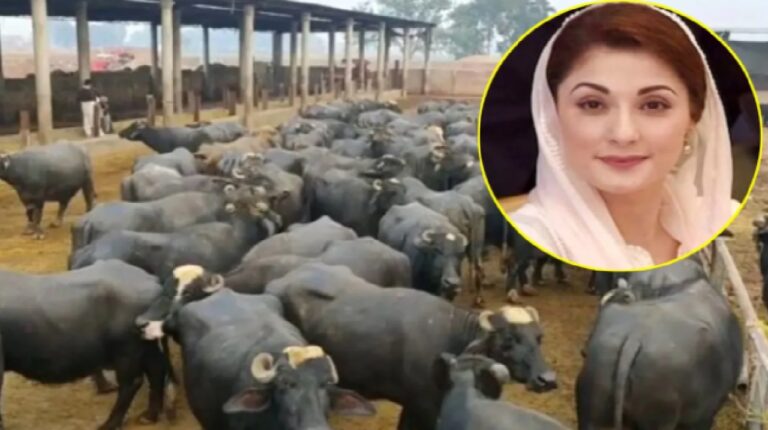 Pakistan’s ‘Gobar Tax’: Clean Energy Push or Sign of Fiscal Strain?